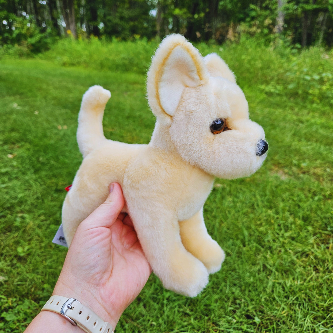 Carlos Chihuahua