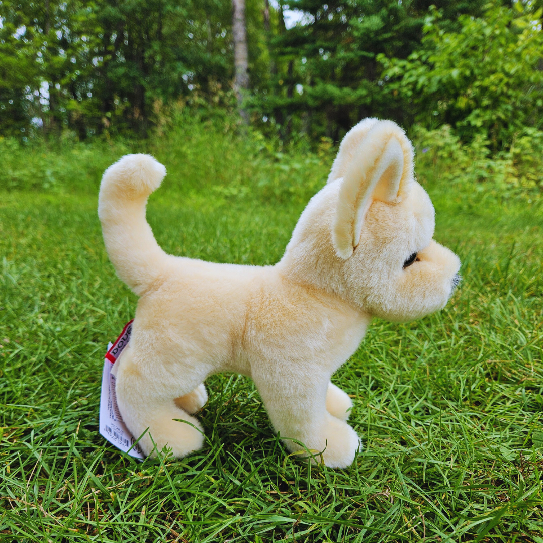 Carlos Chihuahua