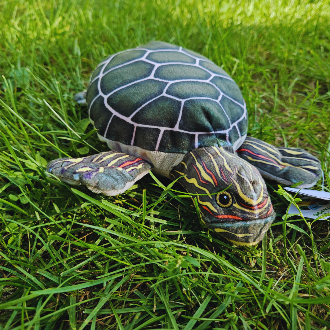 Painted Turtle Stuffed Animal