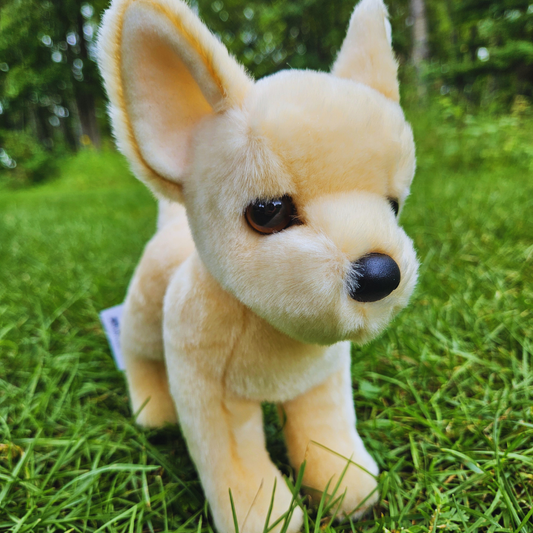Carlos Chihuahua