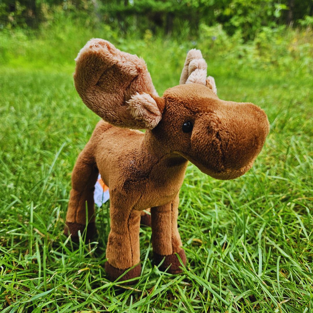 Small Standing Moose