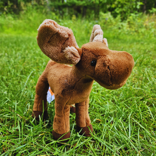 Small Standing Moose